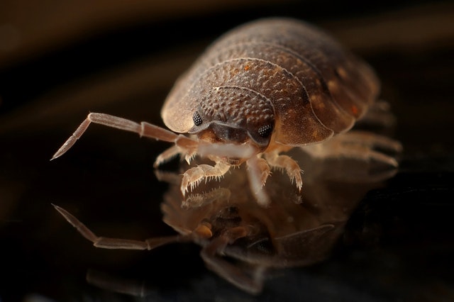 Keeping The Pests Away From Your Home
